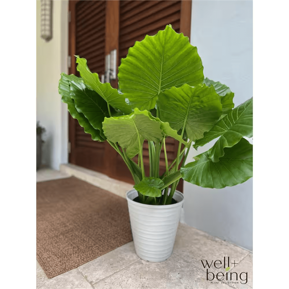 Alocasia California Live Outdoor Plant in Growers Pot Average Shipping Height 2-3 Ft. Tall - Image 3
