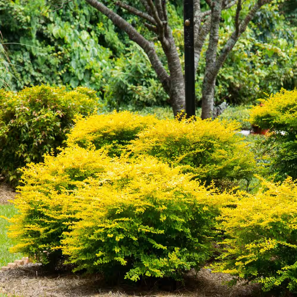 2.5 Qt. Sunshine Ligustrum, Evergreen Shrub, Bright Golden-Yellow Foliage - Image 8