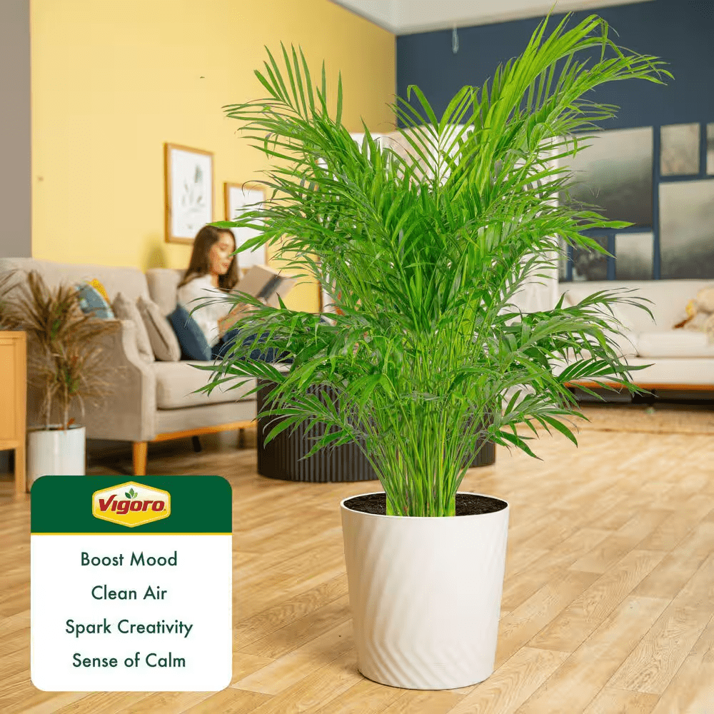 Cateracterum Indoor Palm (Cat Palm) Plant in 12 In. Decor Pot, Average Shipping Height 54-72 In. Tall - Image 3