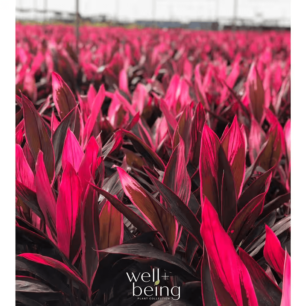 Dracaena Red Sister Live Outdoor Plant in Growers Pot Average Shipping Height 2-3 Ft. Tall - Image 3