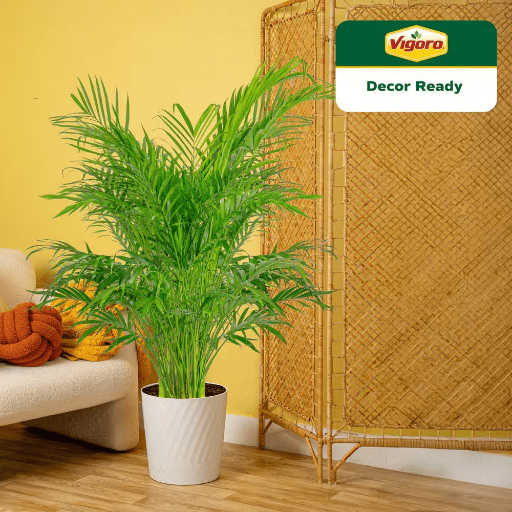 Cateracterum Indoor Palm (Cat Palm) Plant in 12 In. Decor Pot, Average Shipping Height 54-72 In. Tall - Image 4