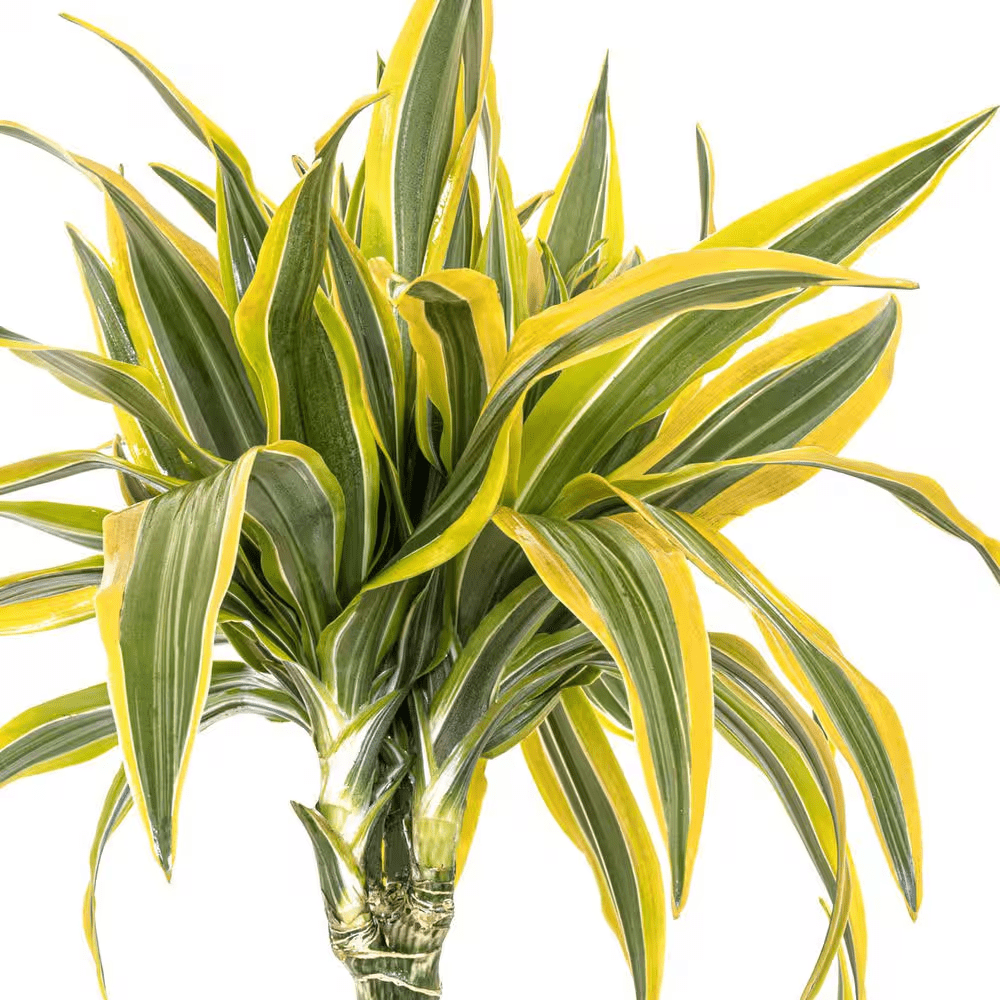 10 In. Dracaena Lemon Lime Plant in Grower Pot - Image 2