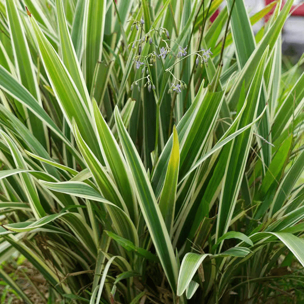 3 Gal. Dianella Flax Lilly Plant - Image 2