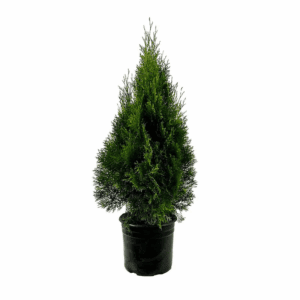 Emerald Green Arborvitae (2.25 Gallon) Screening Shrub in 2.25 -Gallon Pot 1.0 -Pack