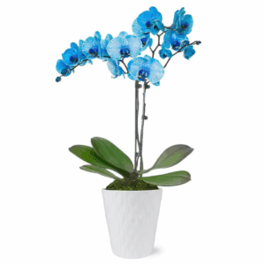 Premium Orchid (Phalaenopsis) Watercolor Blue Plant in 5 In. White Ceramic Pottery
