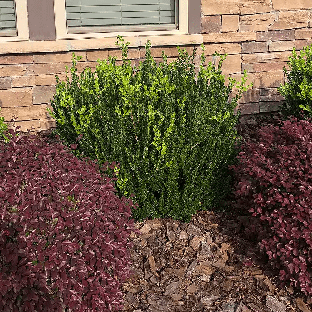2.5 Qt. Wintergreen Boxwood Shrub Plant - Image 3