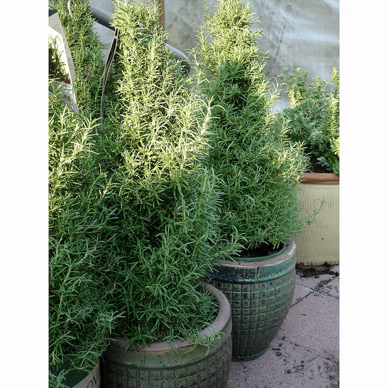 1 -Pack Rosemary Plant in Pot - Image 4