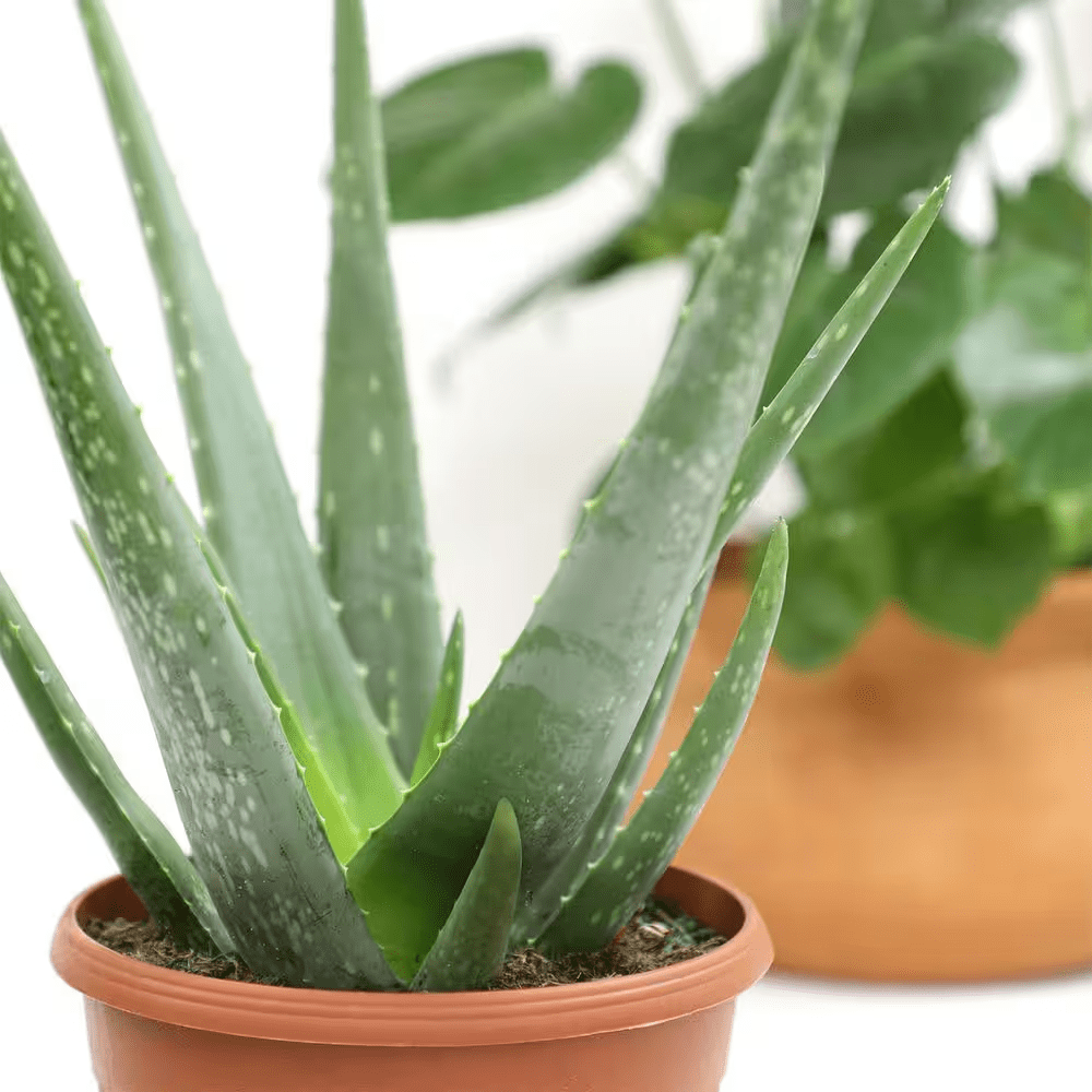6 IN. Aloe Vera Indoor Plant in Deco Pot - Image 6