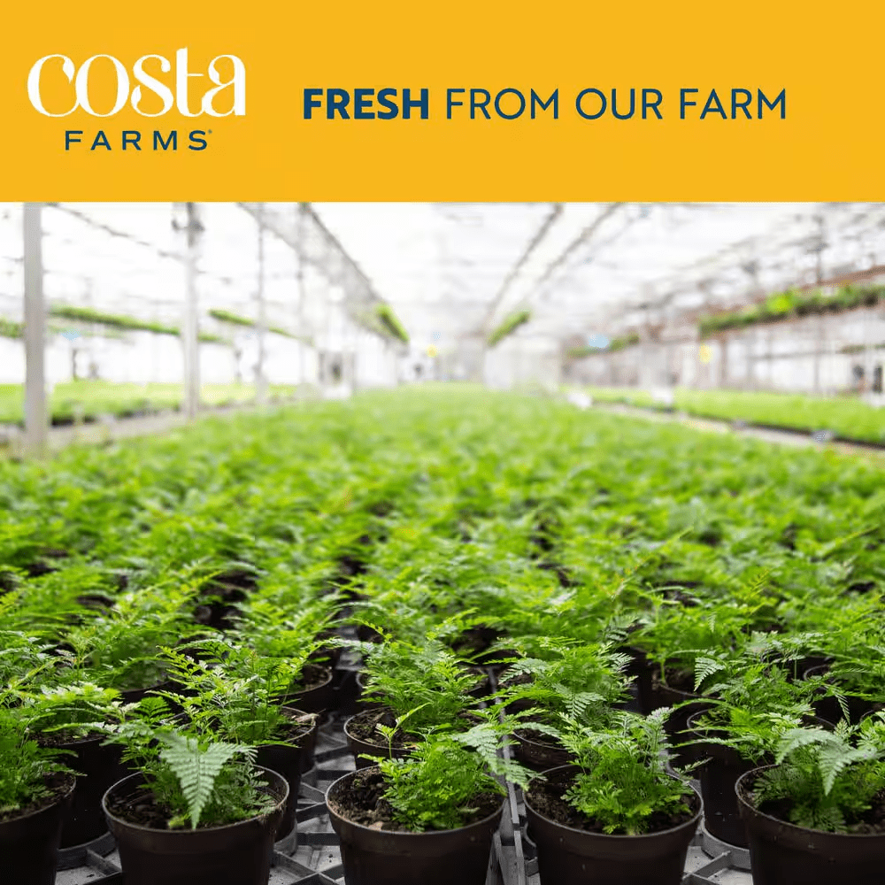 Trending Tropical Raven ZZ Indoor Plant in 6 In. Self-Watering Planter, Average Shipping Height 1-2 Ft. Tall - Image 2