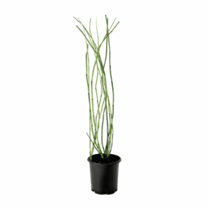 1 Gal. Equisetum Horsetail Plant