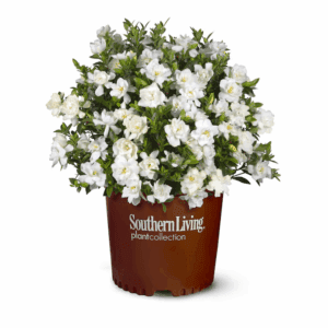 Jubilation Gardenia Flowering Shrub in 2.5 -Quart Pot 1 -Pack with White Blooms