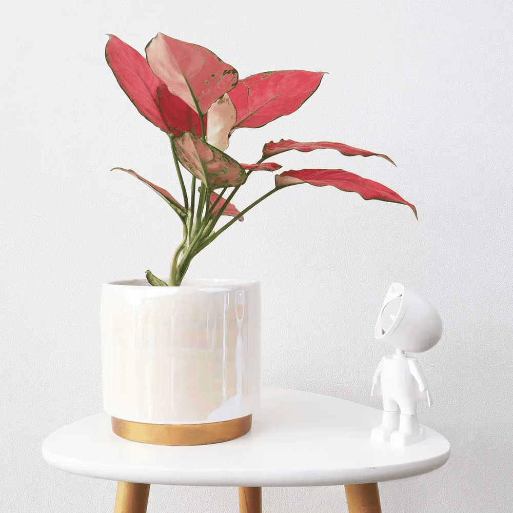 3-Pack Indoor Ceramic Planter with Drainage Hole, Succulent Orchid Flower Pot, Rainbow Pearl Glaze, White - Image 6