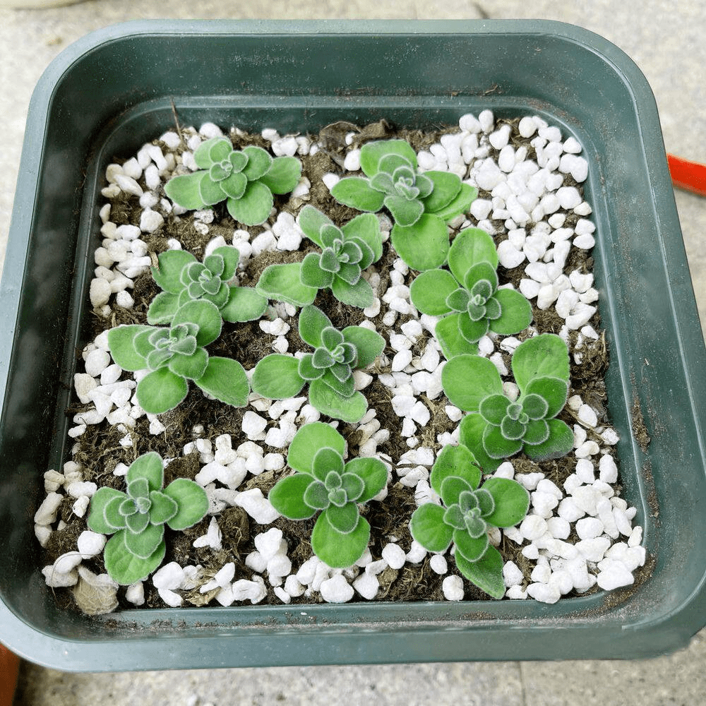 2 Qt. Perlite Soil Amendments with Enhanced Drainage for Healthy Root Development in Potting Soil and Garden (1-Pack) - Image 8