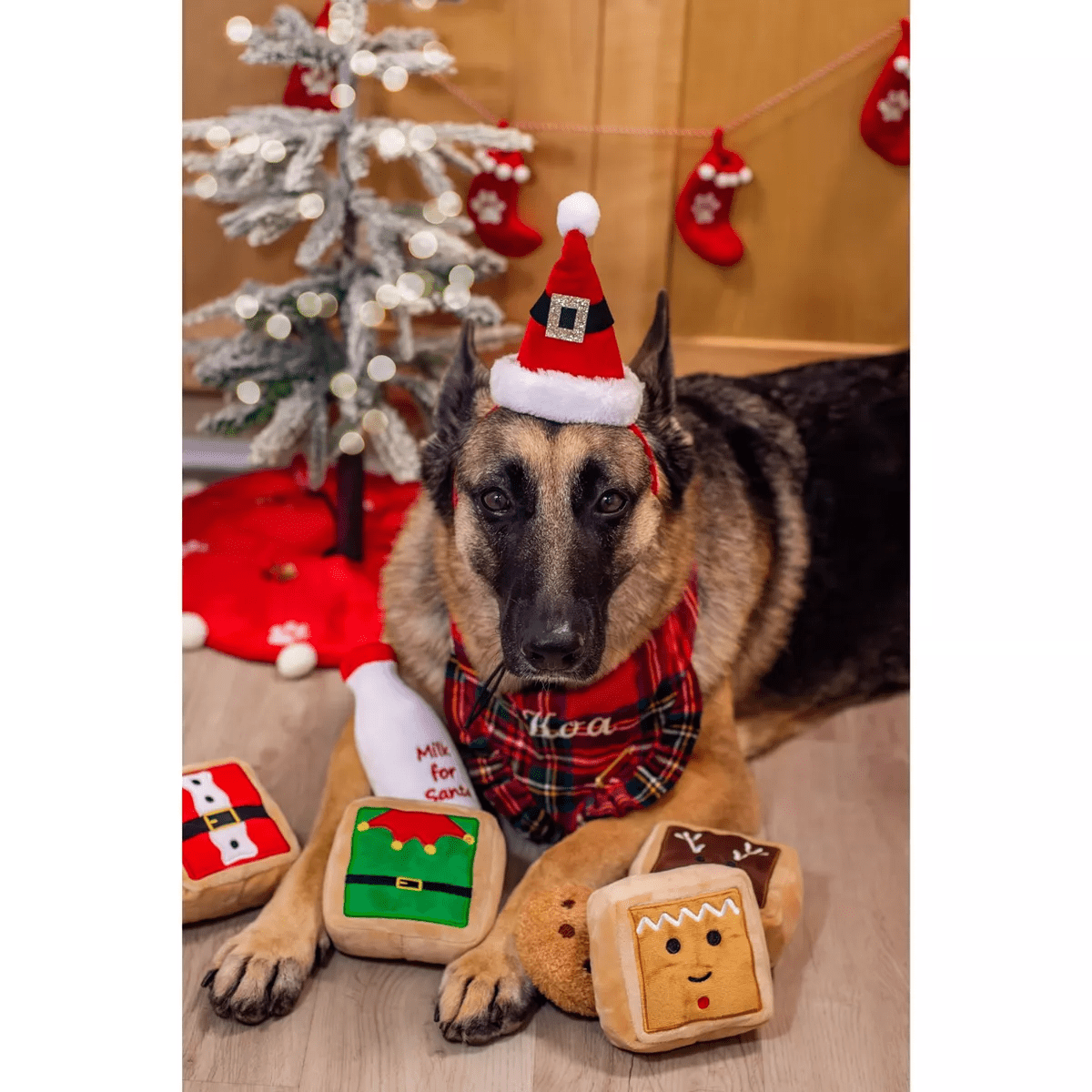 Midlee Gift Box Christmas Squares Sugar Cookie Plush Dog Toy-Reindeer, Gingerbread Man, Santa, Elf - Image 6