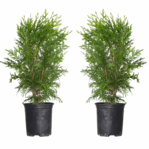 2.5 -Quart Screening Green Giant Arborvitae (2 Pack) in Pot (With Soil)