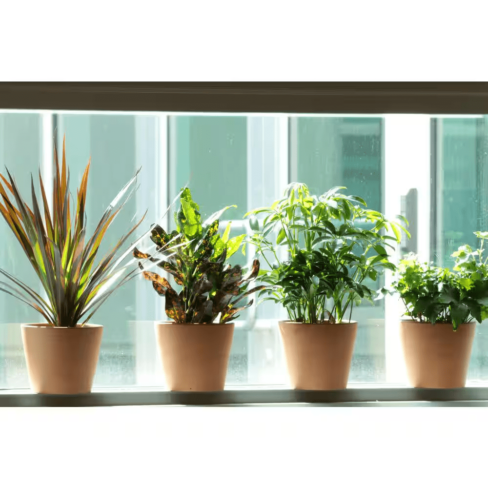 3.8 In. Exotic Angel Plant - Image 3