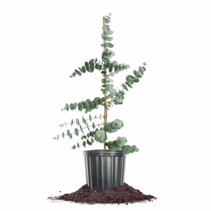 1 -Gallon Feature Silver Dollar Eucalyptus in Pot (With Soil)