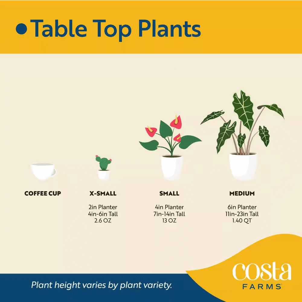 Spathiphyllum Peace Lily Indoor Plant in 6 In. Grower Pot, Avg. Shipping Height 1-2 Ft. Tall - Image 7