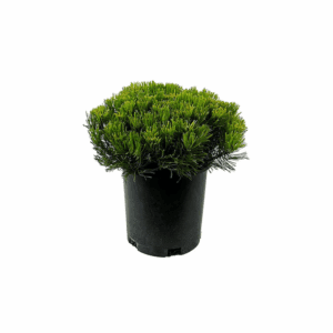 Dwarf Mugo Pine Feature Shrub in 2.5 -Quart Pot 1 -Pack
