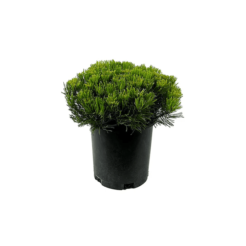 Dwarf Mugo Pine Feature Shrub in 2.5 -Quart Pot 1 -Pack