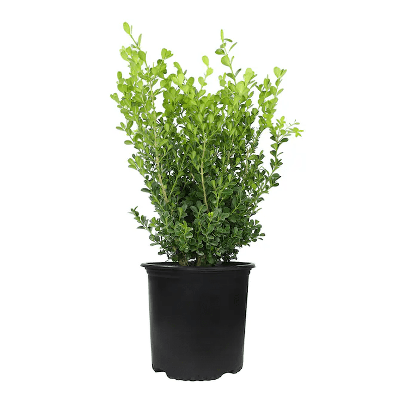 Japanese Boxwood Foundation/Hedge Shrub in 2.5 -Quart Pot 1.0 -Pack with White Blooms - Image 7