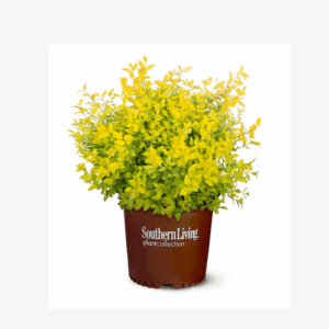 Sunshine Ligustrum Accent Shrub in 2.5 -Quart Pot 1 -Pack