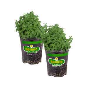 2.0 -Pack Catnip Plant in Pot