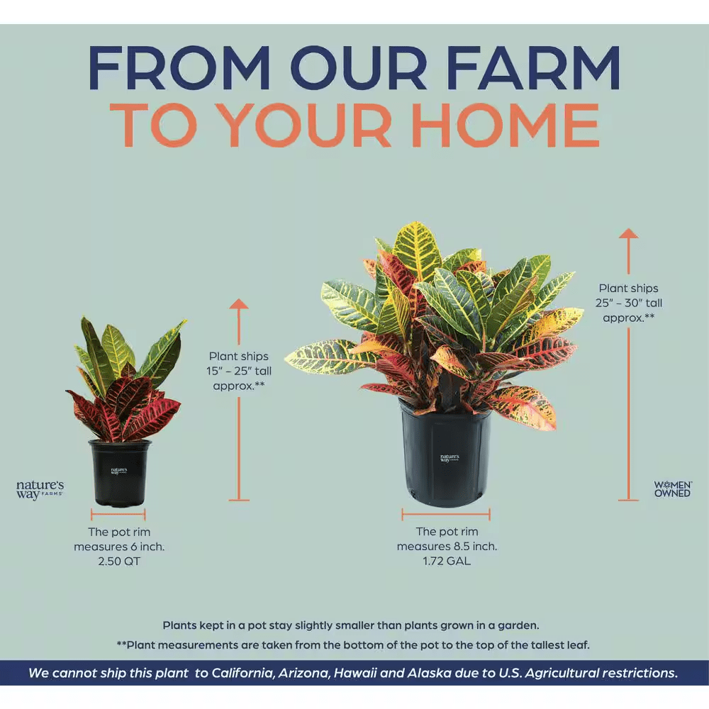 Croton Petra Live Outdoor Plant in Growers Pot Average Shipping Height 2-3 Ft. Tall - Image 2