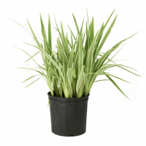 3 Gal. Dianella Flax Lilly Plant