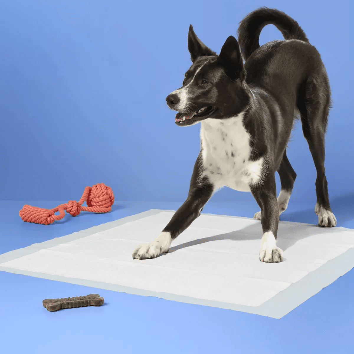 Dog Training Pads - XL - Up&Up - Image 2