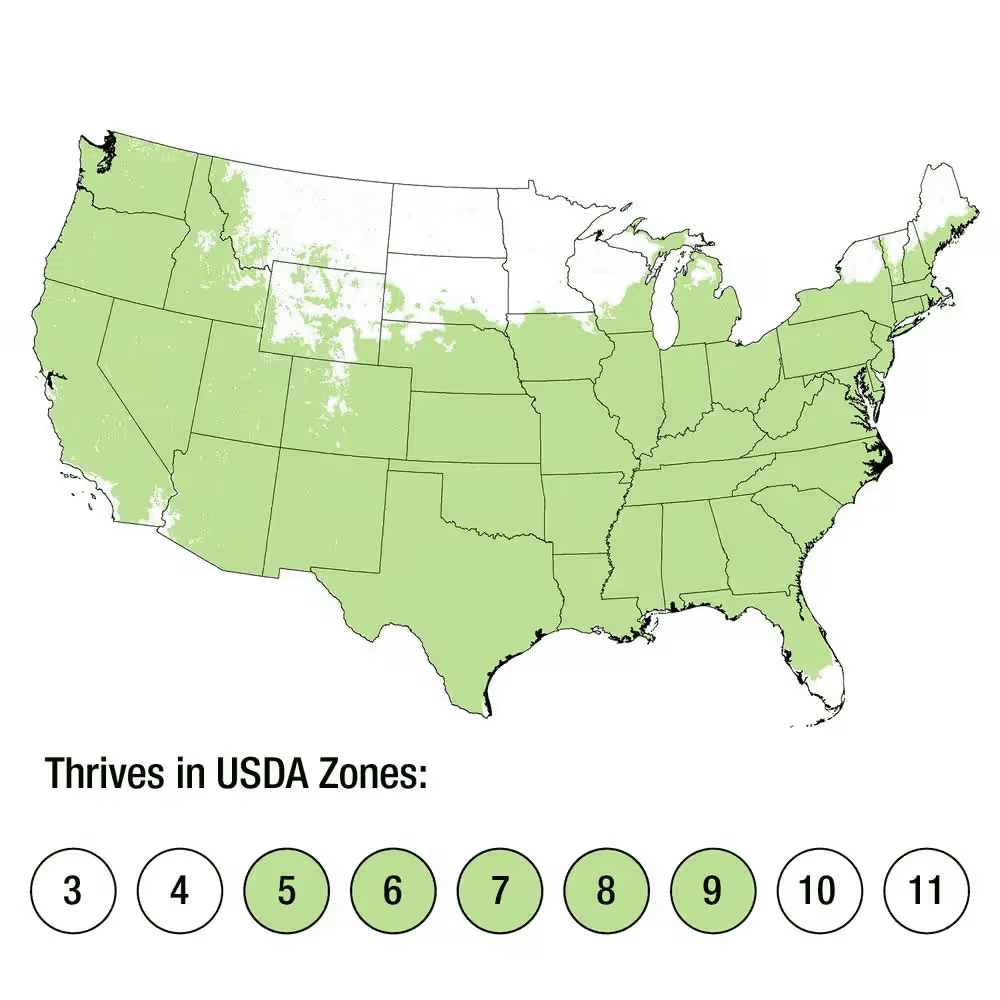 2.5 Qt. Sky Pencil Japanese Holly(Ilex), Live Plant, Upright Growth Habit - Image 7