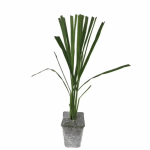 3-Lemongrass Plants in 3-Seperate 2.25 In. Pots