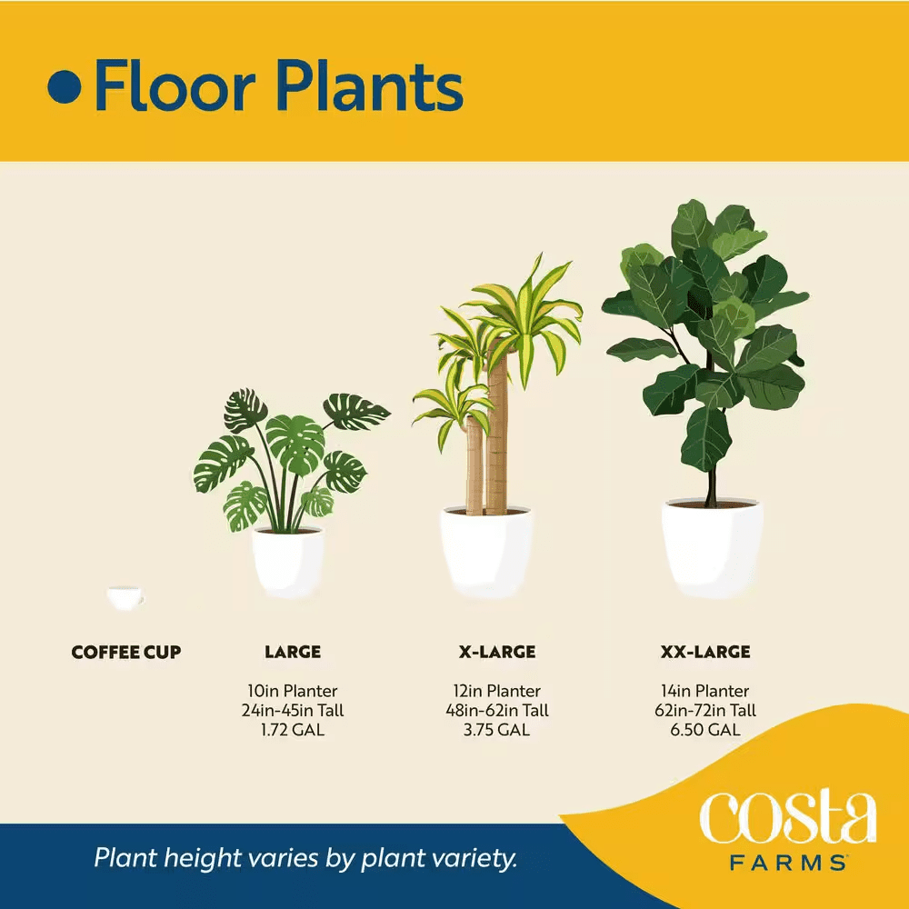 Spathiphyllum Sweet Pablo Indoor Peace Lily in 8.75 In. Grower Pot, Avg. Shipping Height 2-3 Ft. Tall - Image 3