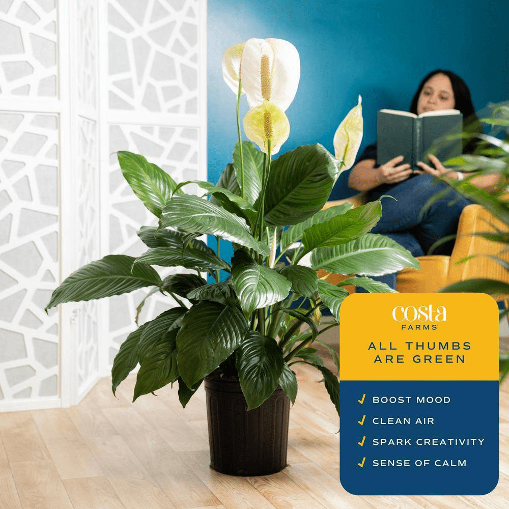 Spathiphyllum Sweet Pablo Indoor Peace Lily in 8.75 In. Grower Pot, Avg. Shipping Height 2-3 Ft. Tall - Image 6