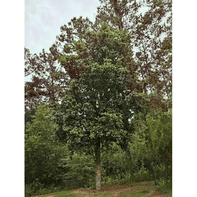 5 -Gallon Shade Live Oak in Pot (With Soil) - Image 2