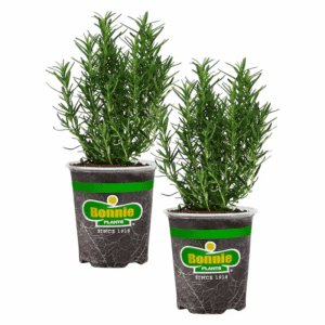 2 -Pack Rosemary Plant in Pot