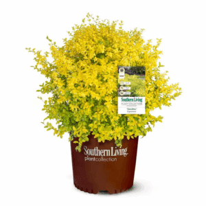 2 Gal. Sunshine Ligustrum Privet Shrub with Golden-Yellow Foliage