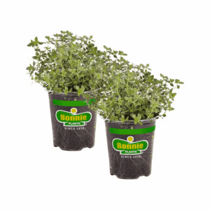 2.0 -Pack Lemon Thyme Plant in Pot