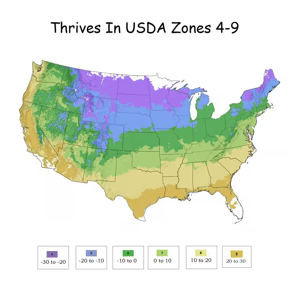 2.5 Qt. Wintergreen Boxwood Shrub Plant - Image 4