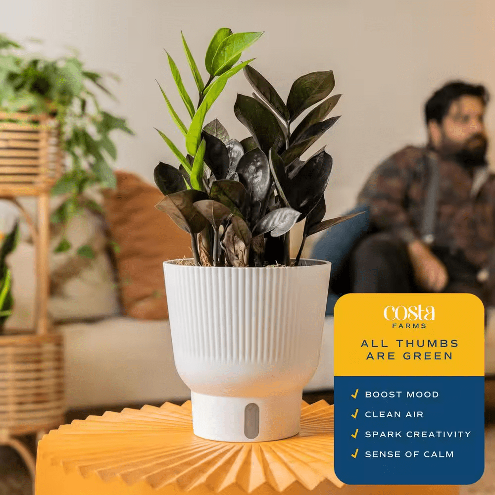 Trending Tropical Raven ZZ Indoor Plant in 6 In. Self-Watering Planter, Average Shipping Height 1-2 Ft. Tall - Image 5