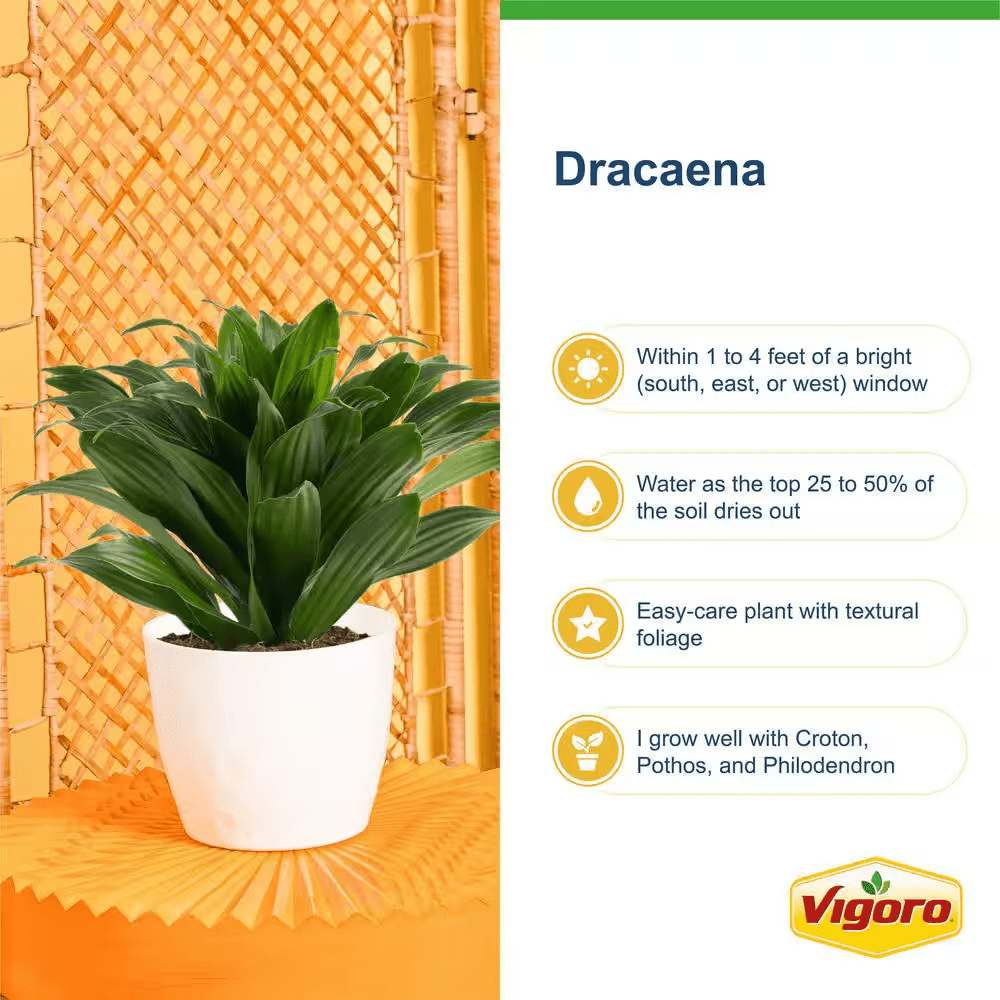 Grower'S Choice Dracaena Indoor Plant in 10 In. Decor Pot, Avg. Shipping Height 2-3 Ft. Tall - Image 3
