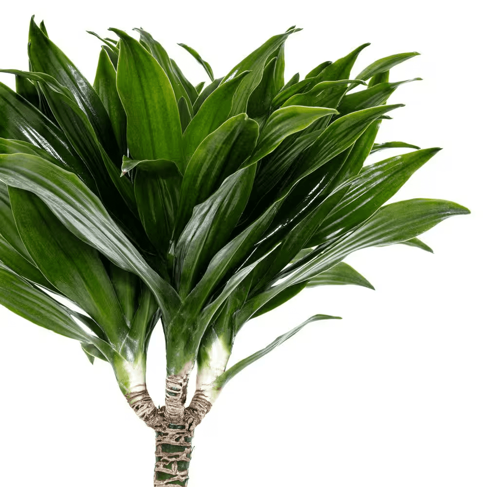 10 In. Dracaena Janet Craig Compacta Plant in White Decor Pot - Image 2