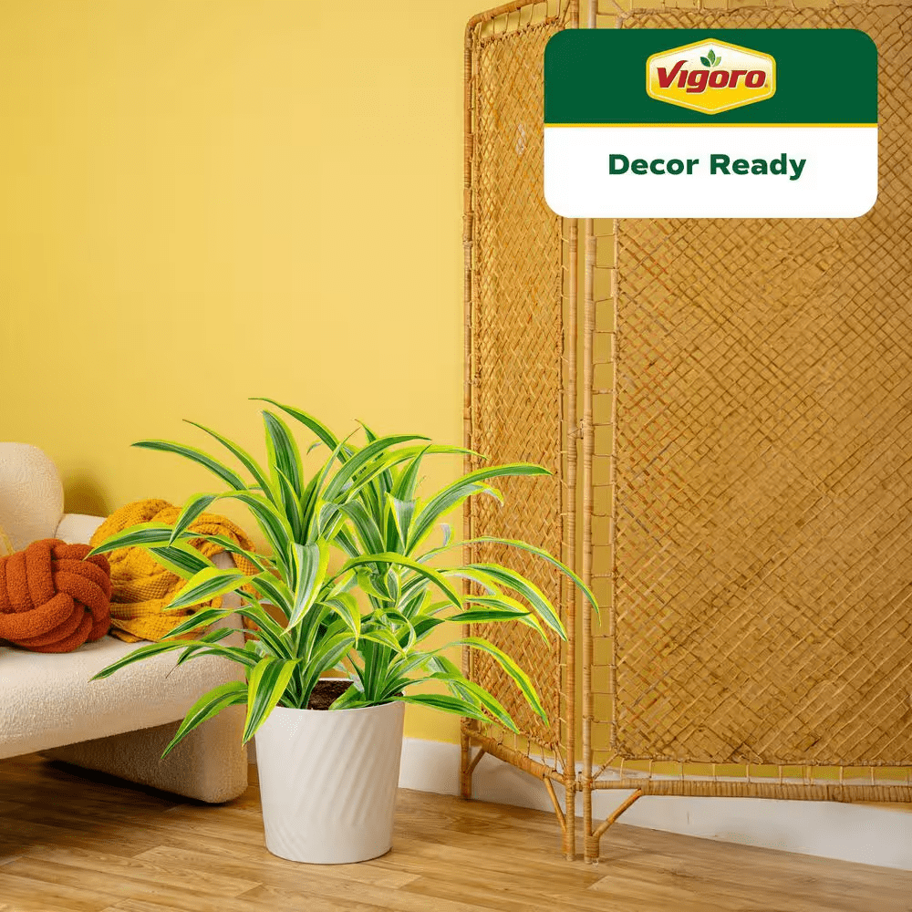 Grower'S Choice Dracaena Indoor Plant in 10 In. Decor Pot, Avg. Shipping Height 2-3 Ft. Tall - Image 4