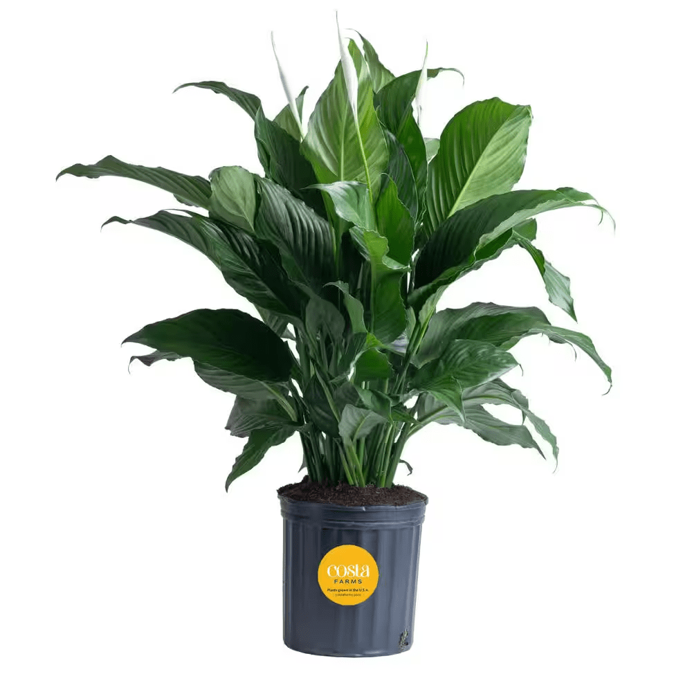Spathiphyllum Sweet Pablo Indoor Peace Lily in 8.75 In. Grower Pot, Avg. Shipping Height 2-3 Ft. Tall