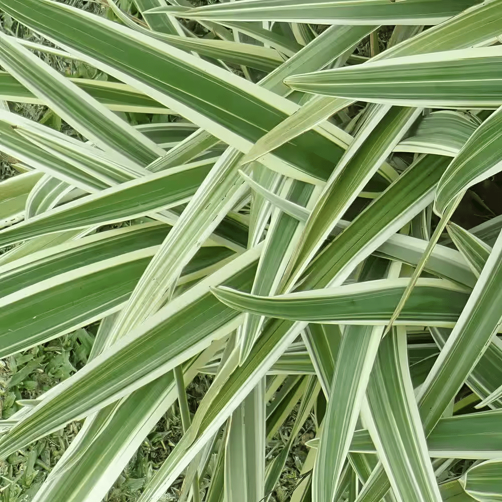3 Gal. Dianella Flax Lilly Plant - Image 10