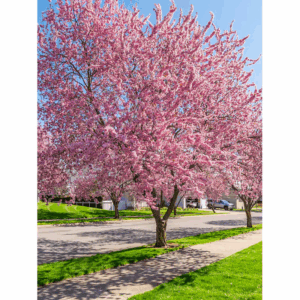 7 -Gallon Pink Flowering Okame Cherry in Pot (With Soil)
