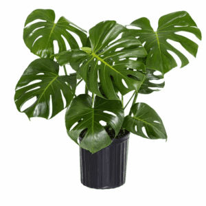 Monstera Deliciosa Split-Leaf Philodendron Live Swiss Cheese Plant in 9.25 Inch Grower Pot