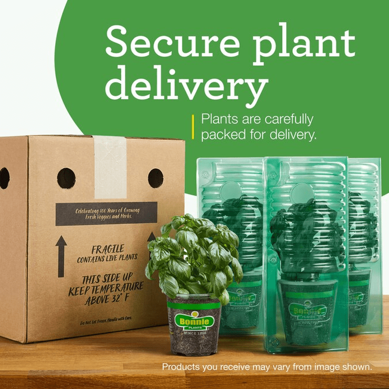 2.0 -Pack English Thyme Plant in Pot - Image 9