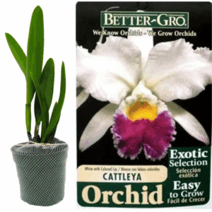 4 In. Blooming Size White with Red Lip Cattleya Packaged Orchid