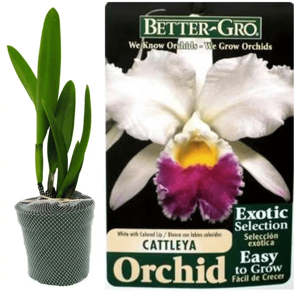 4 In. Blooming Size White with Red Lip Cattleya Packaged Orchid